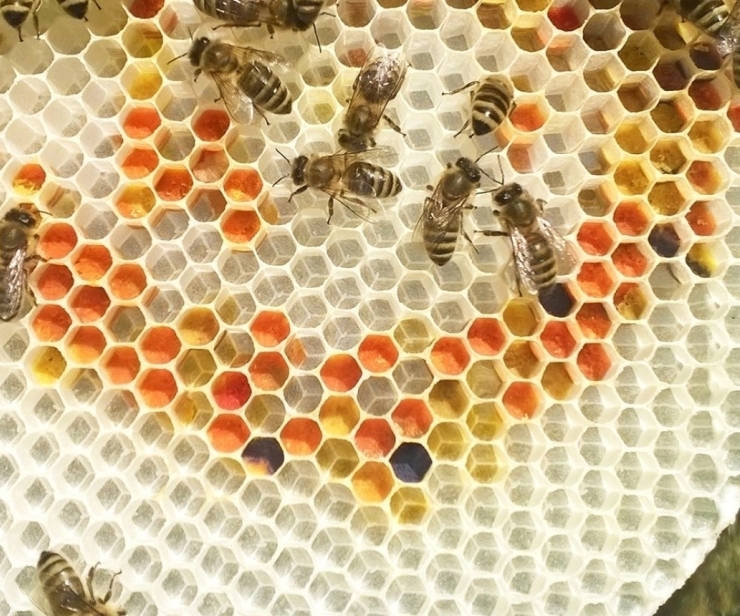 Kurszyklus Wesensgemäße Bienenhaltung - Kurs I: Theorie und Grundlagen