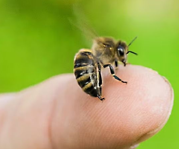 Bienengift - gefürchtet, heilsam, vitalisierend