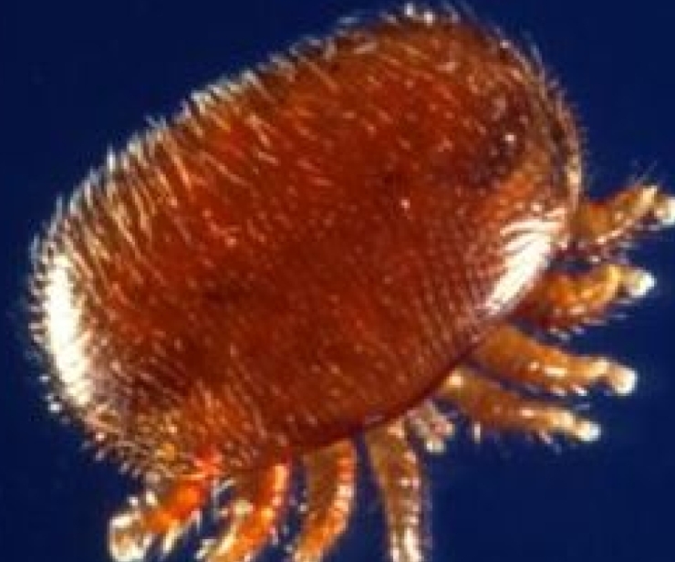 Varroa Praxistag