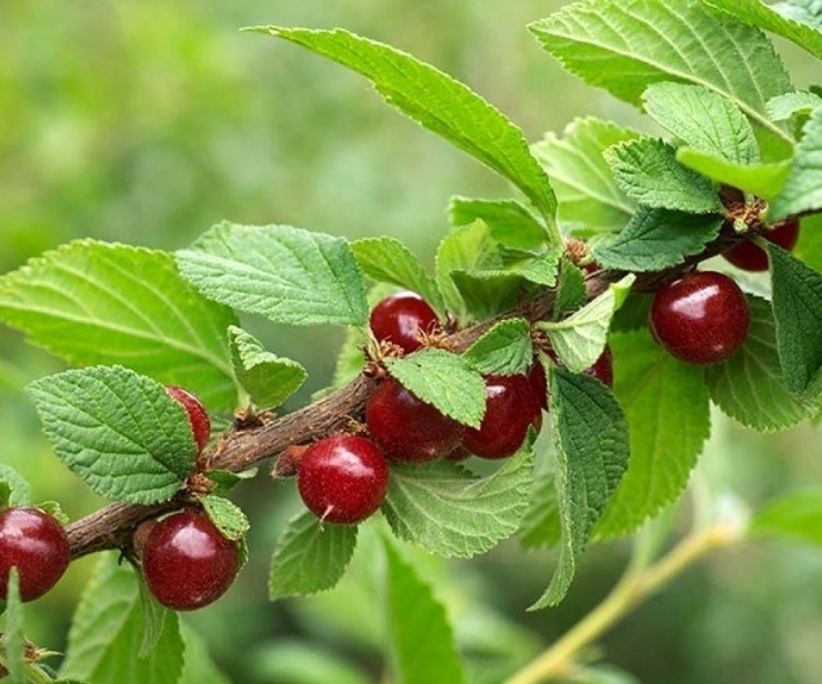 Wildobst und neue Obstarten für den Sommergarten und Balkon